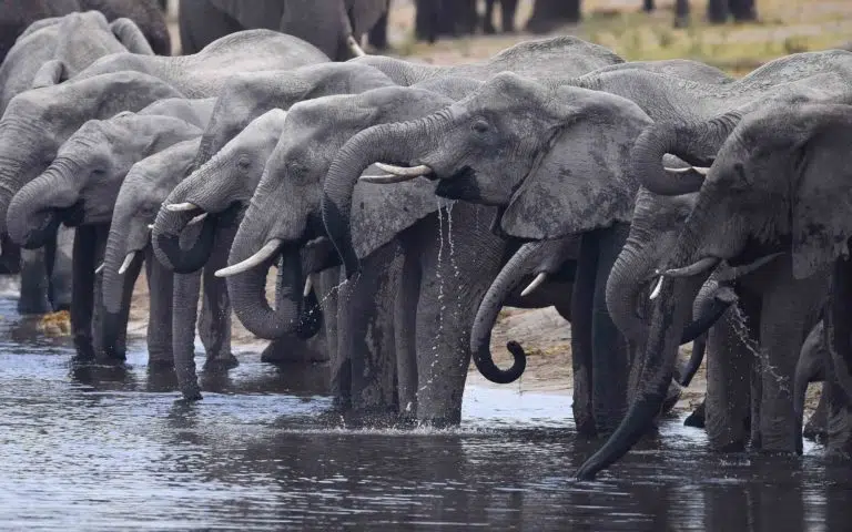 Botswana Aventure - Botswana > Zimbabwe | En groupe