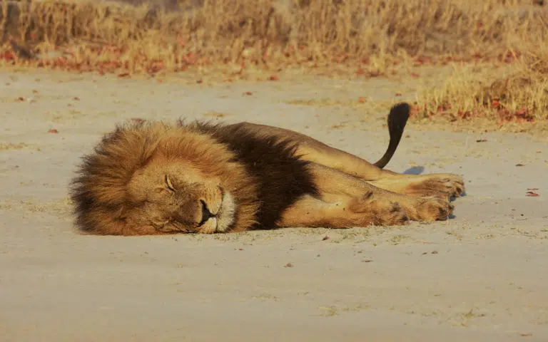 L&rsquo;authentique Botswana - Zimbabwe > Botswana | En groupe